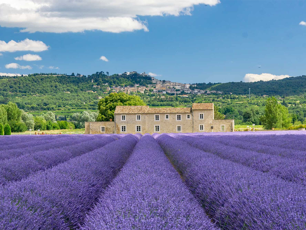 lavendel